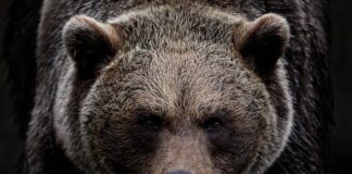 Ile pali Ursus C 360 w orce?