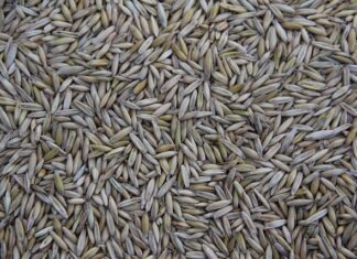 Gdzie jest produkowany Lexus CT 200h?