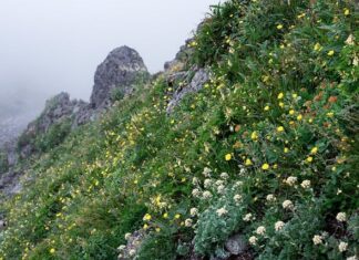 Czego nie można wwozić do Japonii?